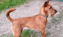 Uni nach dem trimmen, Irish Terrier