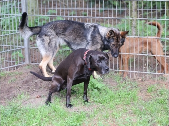 Hundepensionshunde