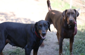 Dobermänner, Mutter und Sohn