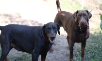 Dobermänner, Mutter und Sohn