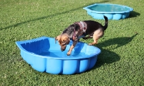 Mit Hundetraining Angst vor Wasser verlieren.