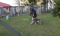 Pensionshund mit stationärem Training.