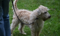 Irish Soft Coated Wheaten Terrier