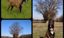 Malinois, Belgischer Schäferhund