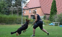 Schäferhund im freien Spiel