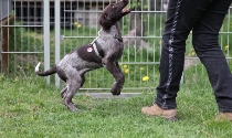 Kleiner Münsterländer
