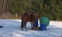 2010, Rubys Aufgabe: Ball weg schieben, durch beide Tonnen über das Podest.
