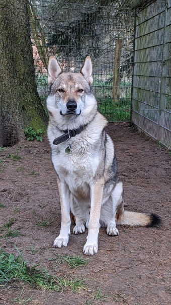 Tschechoslowakischer Wolfshund
