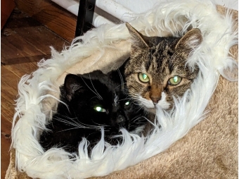 Katzen lieben gute Schlafplätze